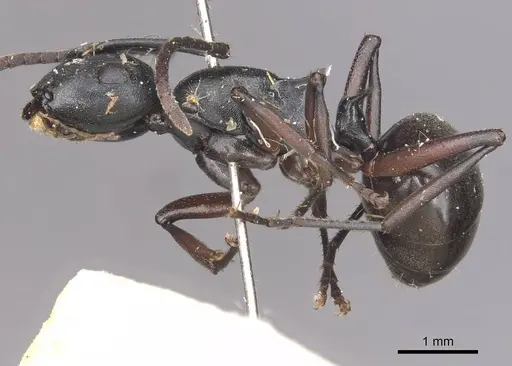 Polyrhachis orpheus specimen