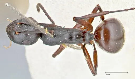 Polyrhachis orpheus - FOCOL2657
