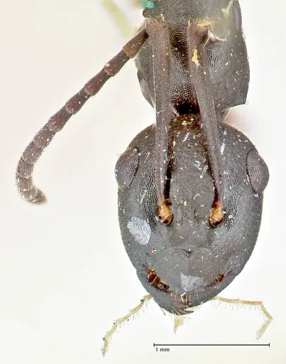 Polyrhachis orpheus - FOCOL2657