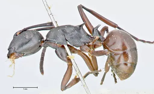 Polyrhachis orpheus - FOCOL2657