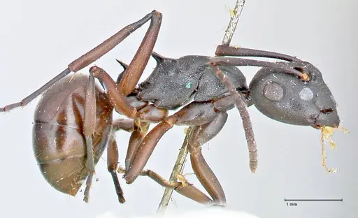 Polyrhachis orpheus - FOCOL2657