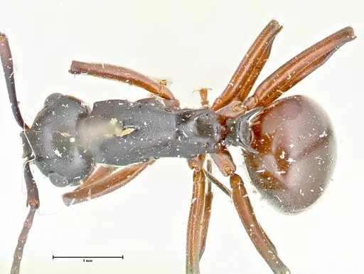 Polyrhachis orpheus - FOCOL2658