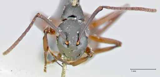 Polyrhachis orpheus - FOCOL2658