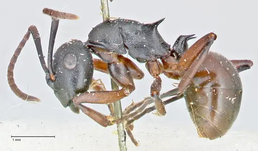 Polyrhachis orpheus - FOCOL2658