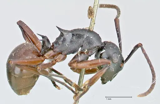 Polyrhachis orpheus - FOCOL2658