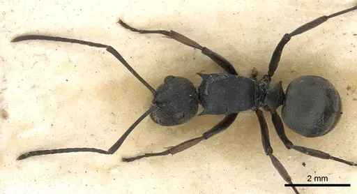 Polyrhachis orsylla specimen