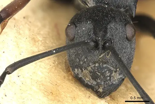 Polyrhachis orsylla specimen