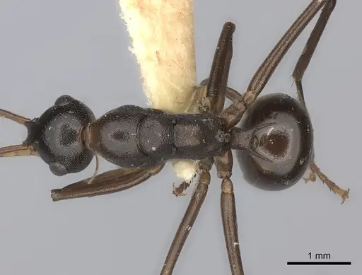 Polyrhachis osae specimen