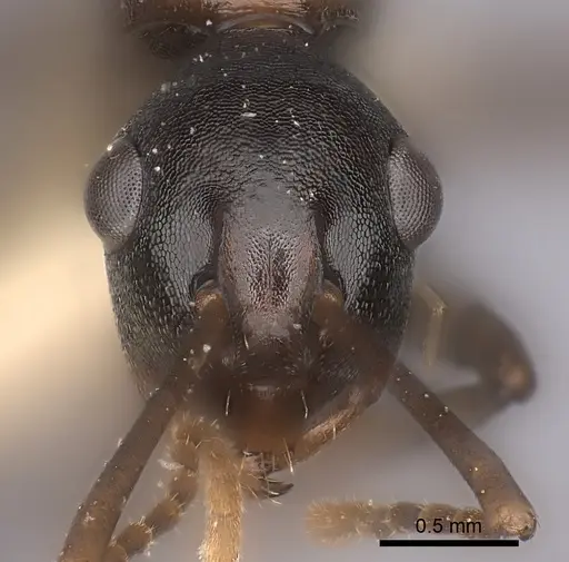 Polyrhachis osae specimen