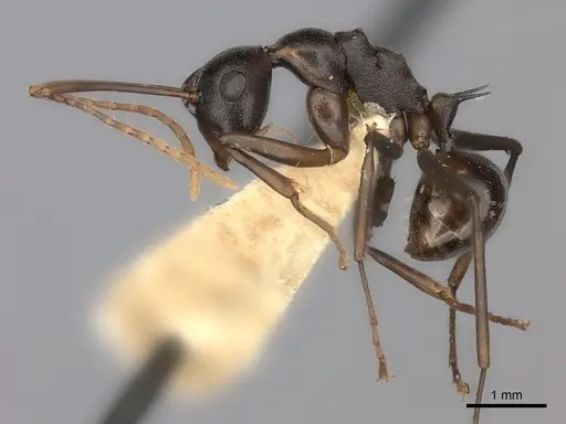 Polyrhachis osae specimen