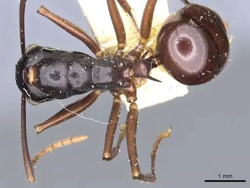 Polyrhachis osae - CASENT0903311