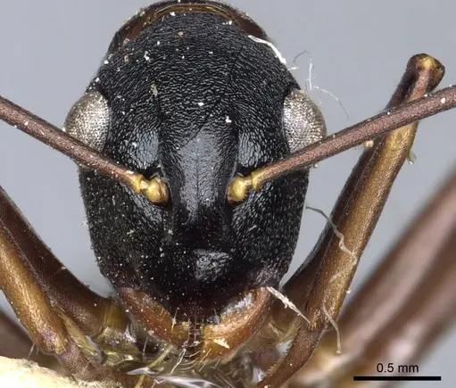 Polyrhachis osae - CASENT0903311