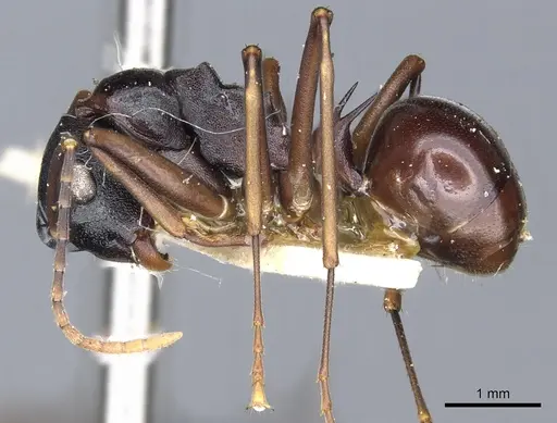 Polyrhachis osae - CASENT0903311