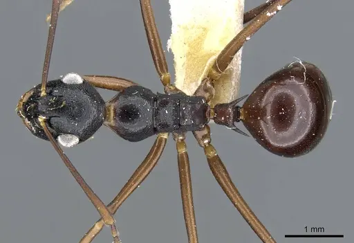 Polyrhachis osae - CASENT0905570