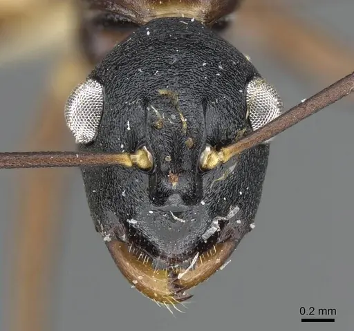 Polyrhachis osae - CASENT0905570