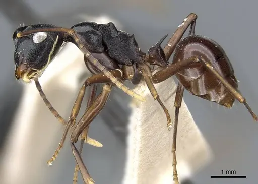 Polyrhachis osae - CASENT0905570