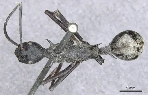 Polyrhachis osiris specimen