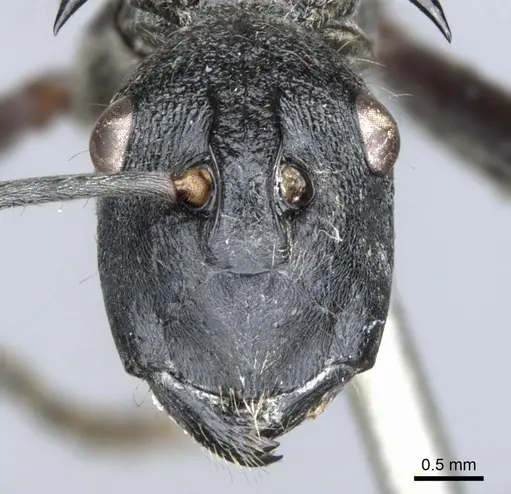 Polyrhachis osiris specimen