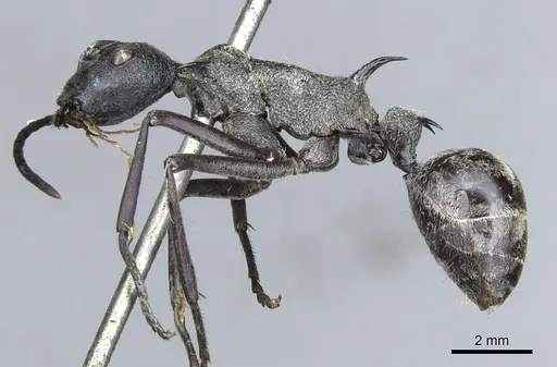 Polyrhachis osiris specimen