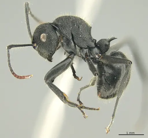 Polyrhachis otleti specimen