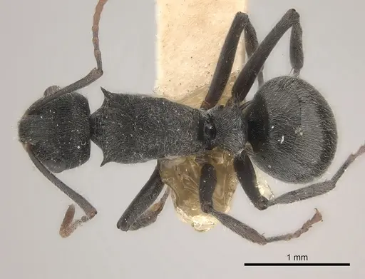Polyrhachis otleti - CASENT0227549