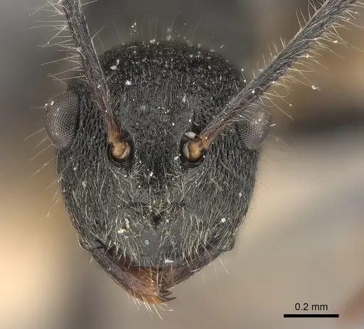 Polyrhachis otleti - CASENT0227549