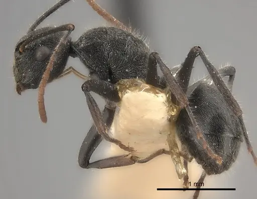 Polyrhachis otleti - CASENT0227549