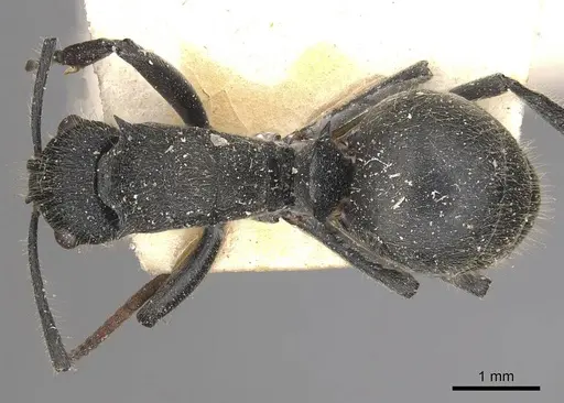 Polyrhachis otleti - CASENT0910950