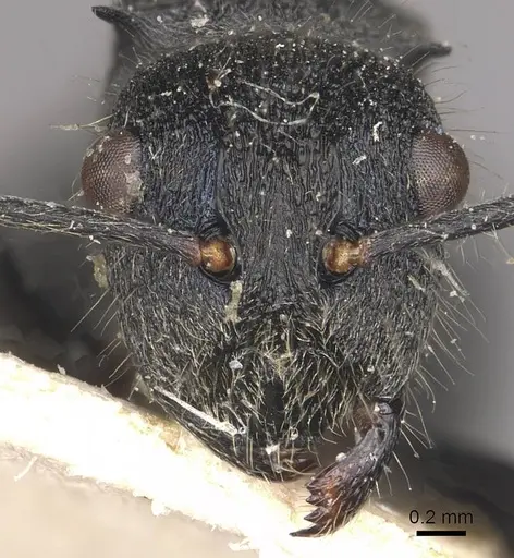 Polyrhachis otleti - CASENT0910950