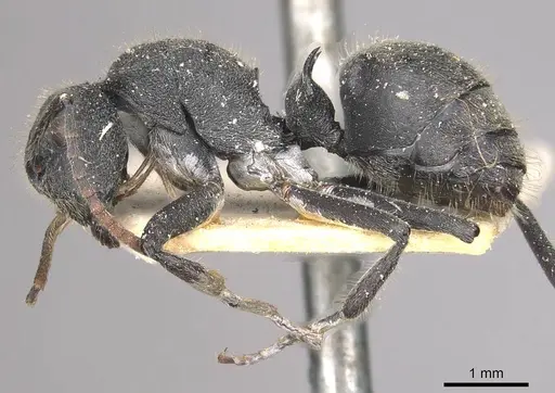 Polyrhachis otleti - CASENT0910950