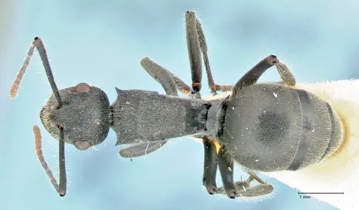 Polyrhachis otleti - FOCOL2580