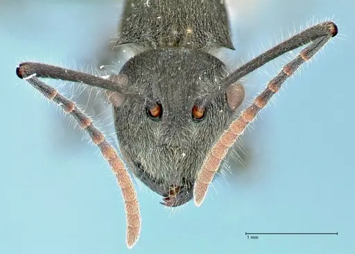 Polyrhachis otleti - FOCOL2580
