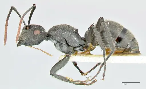 Polyrhachis otleti - FOCOL2580