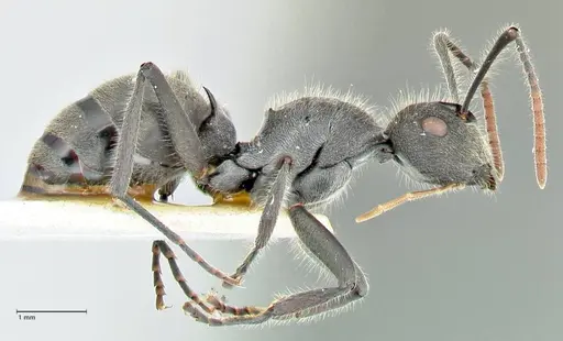 Polyrhachis otleti - FOCOL2580