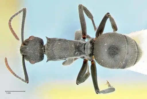 Polyrhachis otleti - FOCOL2581