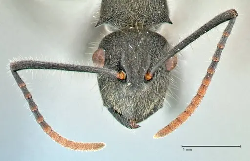 Polyrhachis otleti - FOCOL2581