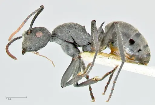 Polyrhachis otleti - FOCOL2581