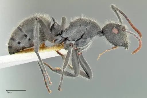 Polyrhachis otleti - FOCOL2581