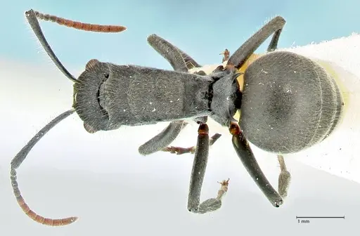 Polyrhachis otleti - FOCOL2582