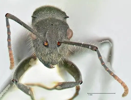 Polyrhachis otleti - FOCOL2582