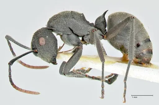 Polyrhachis otleti - FOCOL2582