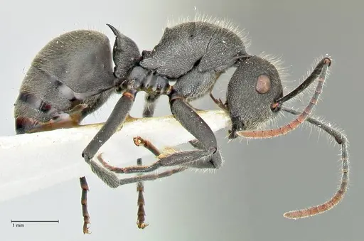 Polyrhachis otleti - FOCOL2582
