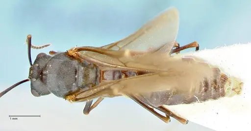 Polyrhachis otleti - FOCOL2583