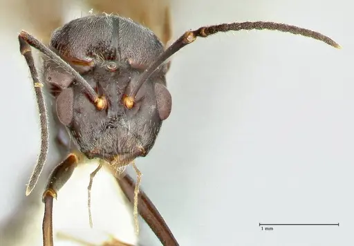 Polyrhachis otleti - FOCOL2583
