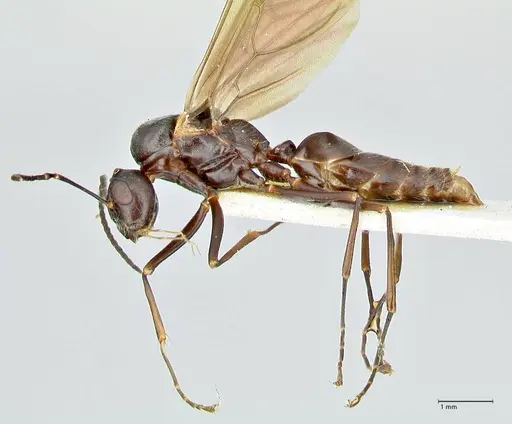 Polyrhachis otleti - FOCOL2583