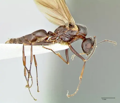 Polyrhachis otleti - FOCOL2583