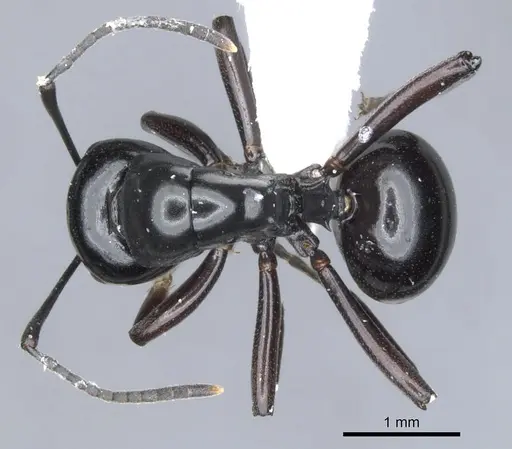 Polyrhachis pacifica specimen