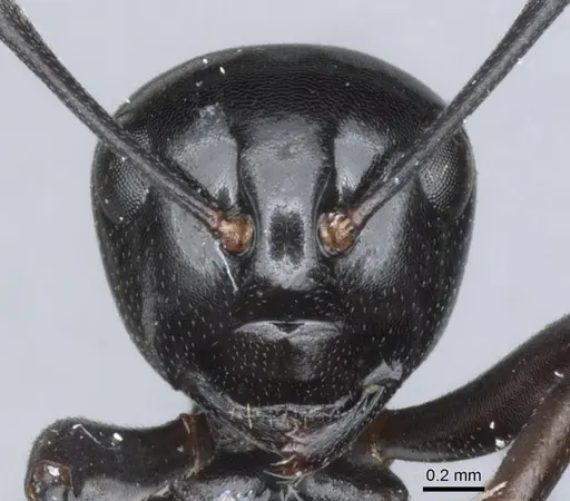 Polyrhachis pacifica specimen