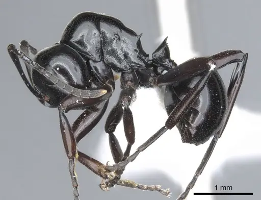 Polyrhachis pacifica specimen