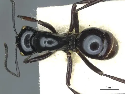 Polyrhachis pagana specimen